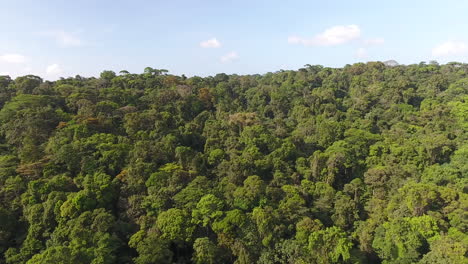 Día-Soleado-Cielo-Azul-Toma-Aérea-Sobre-La-Selva-Amazónica-De-La-Guayana.-Horizontal